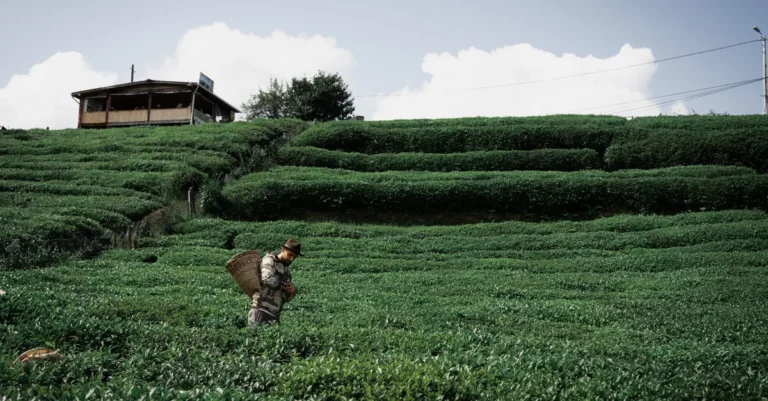 Rize’de Yağmurlu Havada Ne Yapılır? Kapalı ve Kısa Yürüyüşlü Duraklarla Gezi Planı