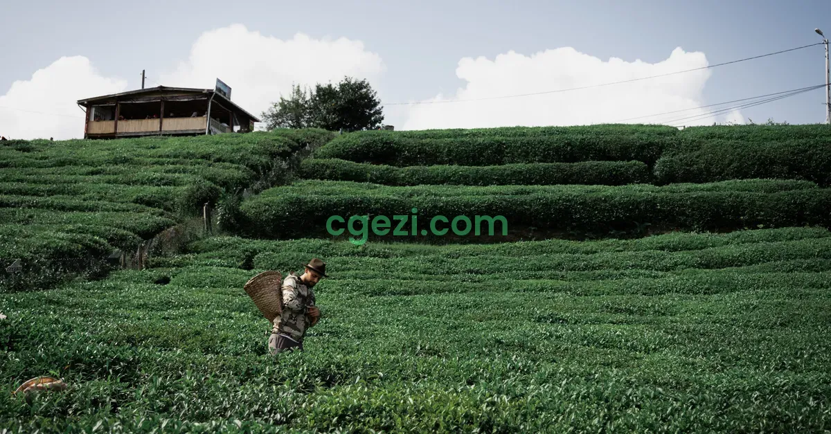 Rize’de Yağmurlu Havada Ne Yapılır? Kapalı ve Kısa Yürüyüşlü Duraklarla Gezi Planı
