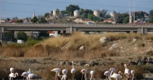 Nallıhan Kuş Cenneti Nereden İzlenir? Seyir Noktaları ve Fotoğraf Molası Planı